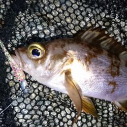 漁港のテトラでメバリング？