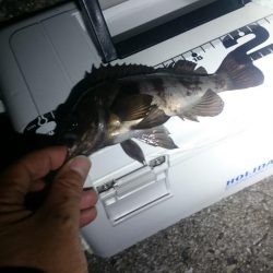 フロートメバル