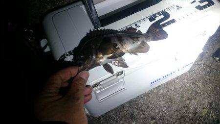 フロートメバル