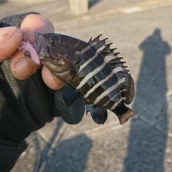 南紀ライトゲーム