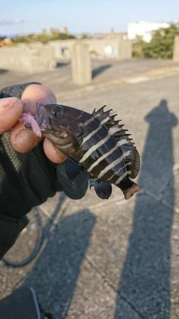 南紀ライトゲーム