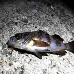 ポツポツとメバル