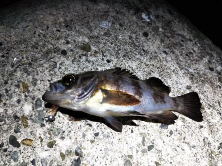 ポツポツとメバル