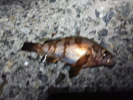 苦戦ライトゲーム