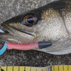 極寒朝練シーバスフィッシング