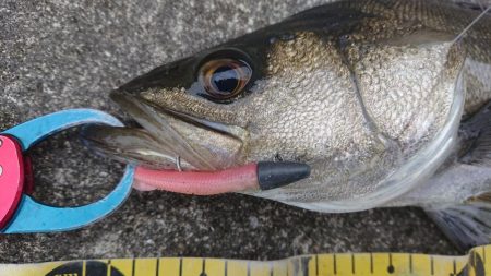 極寒朝練シーバスフィッシング