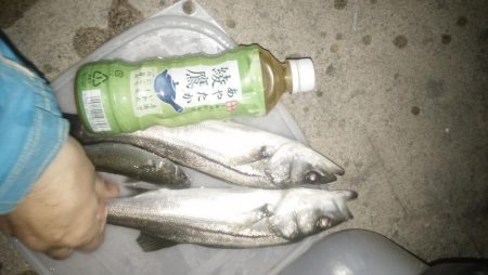 ナイトルアーフィッシング シーバス