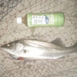 ナイトルアーフィッシング　シーバス