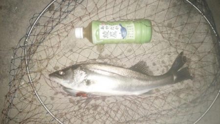 ナイトルアーフィッシング　シーバス