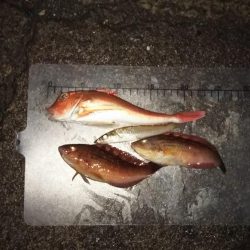 日引(カワハギ?)~上瀬(ヤリイカ) リレー釣行