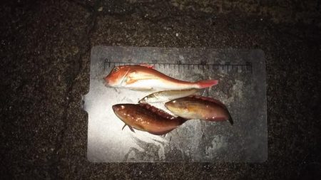 日引(カワハギ?)~上瀬(ヤリイカ) リレー釣行