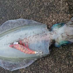 どーしても食べ比べたい