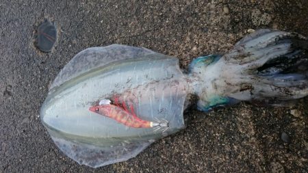 どーしても食べ比べたい