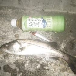 ナイトルアーフィッシング　シーバス