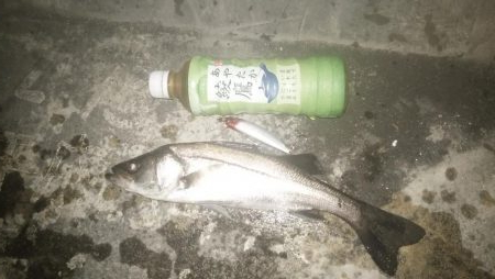 ナイトルアーフィッシング　シーバス