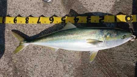 ショアジギング