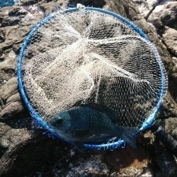 勝浦でグレ釣り