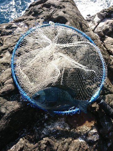 勝浦でグレ釣り