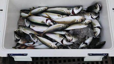 アジサバ入れ食い‼þ…