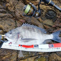 ショアルアー、シーバス62、チヌ37