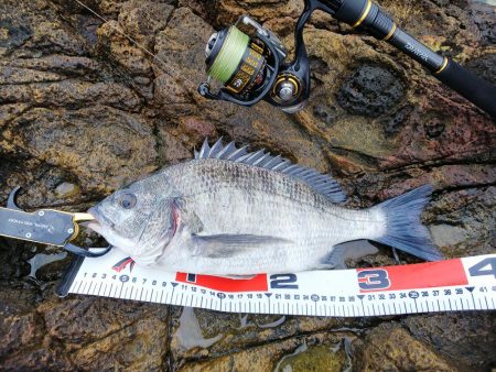 ショアルアー、シーバス62、チヌ37