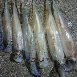 仕事終わりヤリイカ狙い