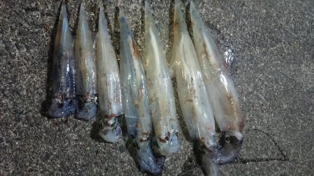 仕事終わりヤリイカ狙い