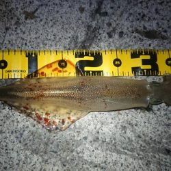 朝マズメ、ヤリイカ狙い