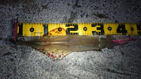 朝マズメ、ヤリイカ狙い