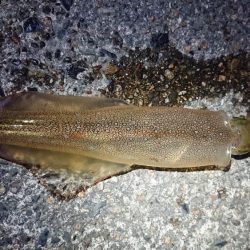 仕事終わりヤリイカ狙い