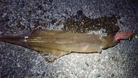 仕事終わりヤリイカ狙い