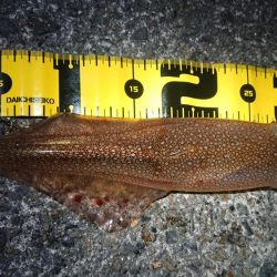 仲間とヤリイカエギング