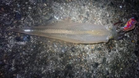 ヤリイカエギング