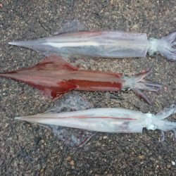 朝マヅメ、ヤリイカ狙い