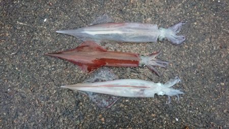 朝マヅメ、ヤリイカ狙い