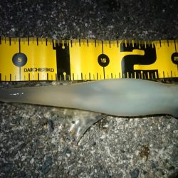 仕事終わりヤリイカ狙い