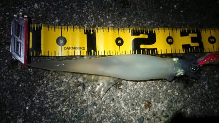 仕事終わりヤリイカ狙い