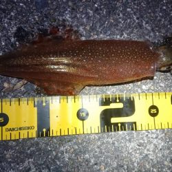 朝マヅメヤリイカエギング