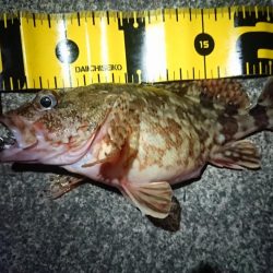 ヤリイカ狙いでしたが……