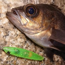 厳しいプラッキング