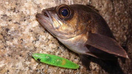 厳しいプラッキング