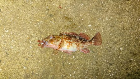 ガッシーも厳しい‼️