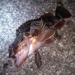 近所へロックフィッシュ狙い❗️