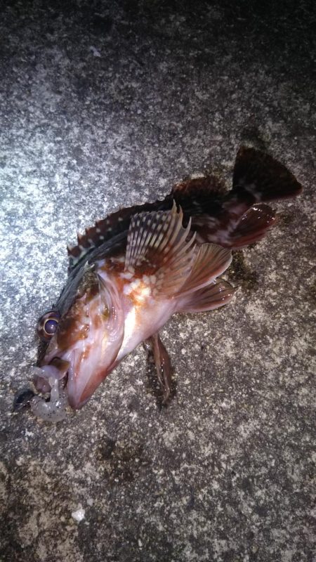 近所へロックフィッシュ狙い❗…