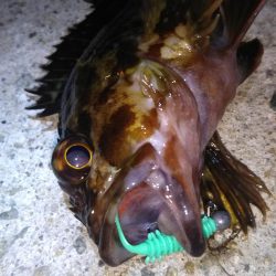 ロックフィッシュ狙い❗️