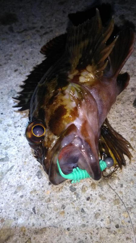 ロックフィッシュ狙い❗&#x…