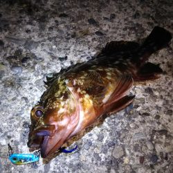 ロックフィッシュ