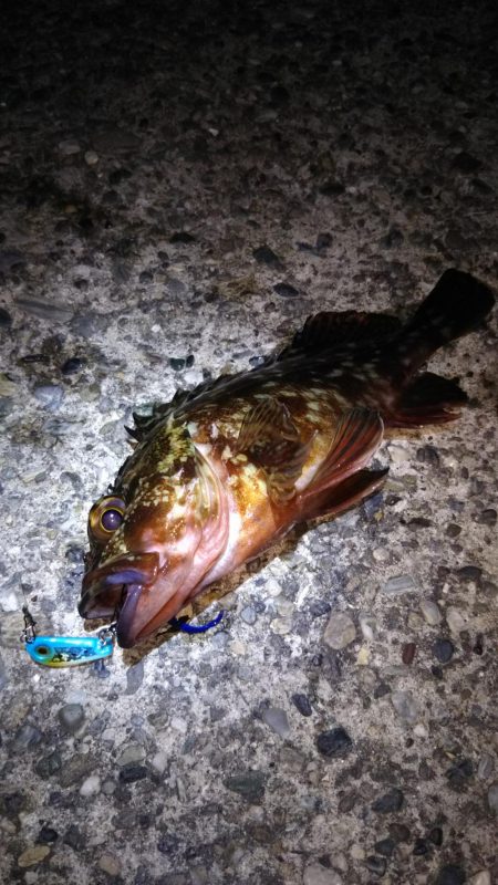 ロックフィッシュ