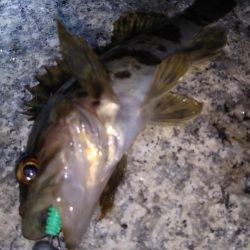 近所へロックフィッシュ