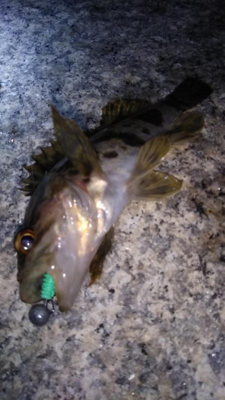 近所へロックフィッシュ